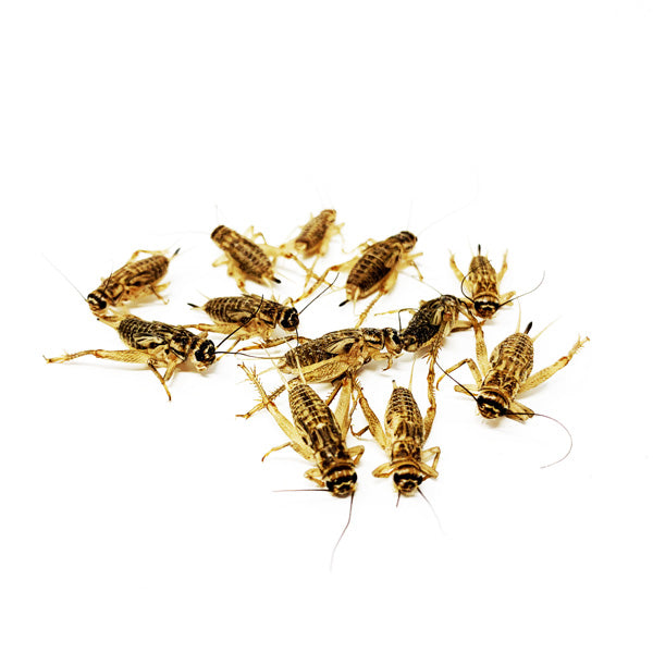 LIVE Gut Loaded Banded Crickets - IN STORE & LOCAL DELIVERY ONLY