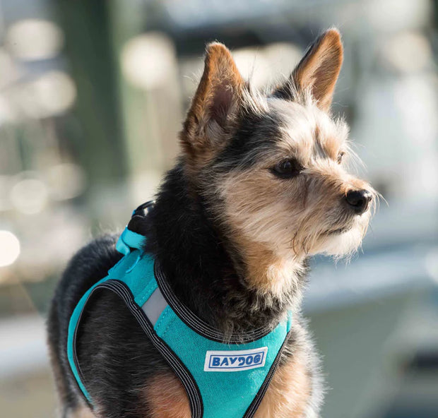 BayDog Liberty Bay Dog Harness- TEAL