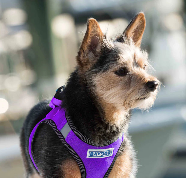 BayDog Liberty Bay Dog Harness- LAVENDER