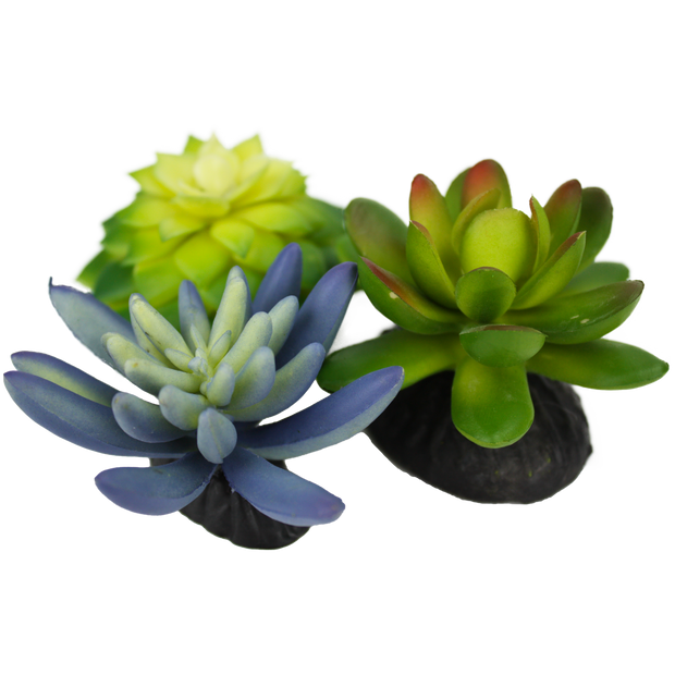 Komodo Succulent Plant 3 Pk Realistic Decor