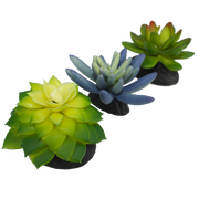 Komodo Succulent Plant 3 Pk Realistic Decor