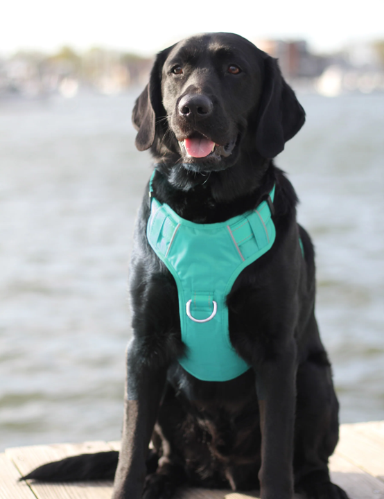 BayDog Chesapeake Dog Harness-Sea Foam