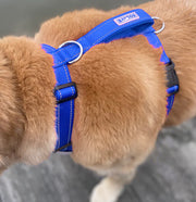 BayDog Chesapeake Dog Harness-Blue