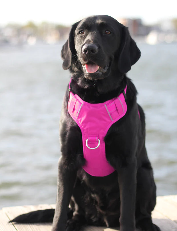 Bay 2024 dog harness