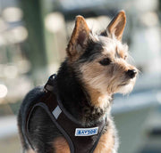 BayDog Liberty Bay Dog Harness- BLACK
