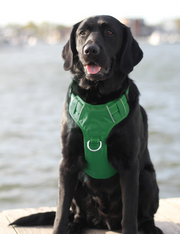 BayDog Chesapeake Dog Harness- Forest Green