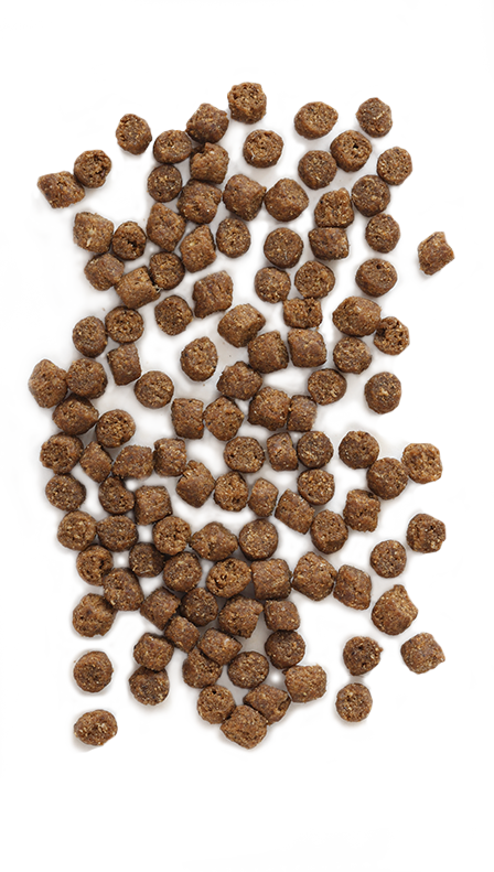 Earthborn holistic hotsell wild sea catch