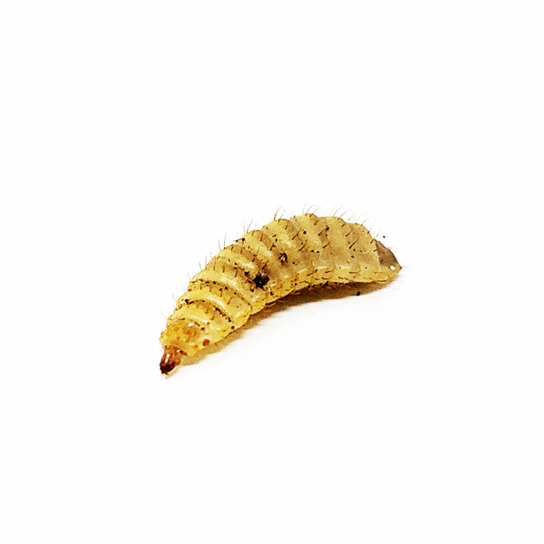LIVE Black Soldier Fly Larvae - IN STORE & LOCAL DELIVERY ONLY