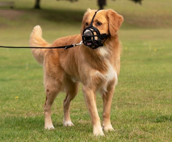 Baskerville Ultra Muzzle Size 1