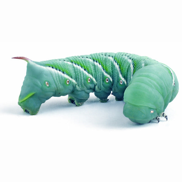 LIVE Hornworms - IN STORE & LOCAL DELIVERY ONLY
