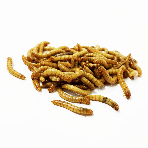 LIVE Mealworms - IN STORE & LOCAL DELIVERY ONLY