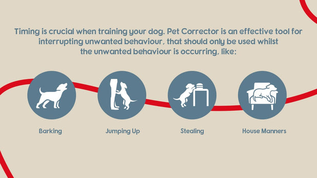 Company of Dogs Pet Corrector