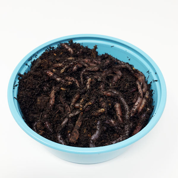 LIVE Bait Red Worms - IN STORE & LOCAL DELIVERY ONLY