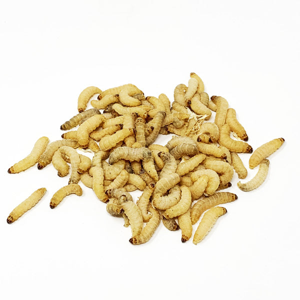 LIVE Wax Worms - IN STORE & LOCAL DELIVERY ONLY