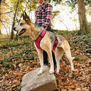 PetSafe EasySport Dog Harness - Pink