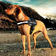 EZYDog Convert Dog Harness - Burgundy