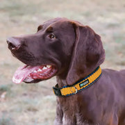 Guardian Gear Paracord Dog Collar - Yellow