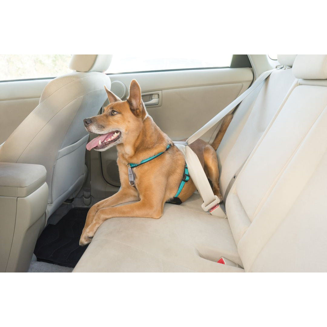 Petsafe 3 en 1 sale