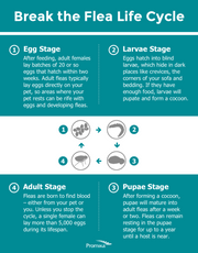 ZoGuard Plus Flea + Tick Prevention - 3 Month Protection - Dogs